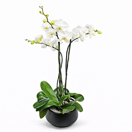Phalaenopsis / three-stem / white / round container