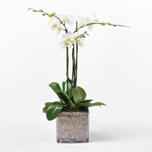 Phalaenopsis / three-stem / white / square containe