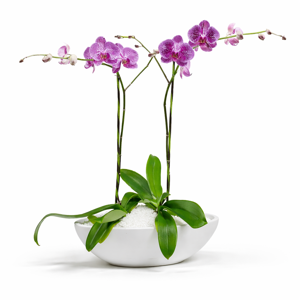 Phalaenopsis / two-stem / fuchsia-speckled / wide container