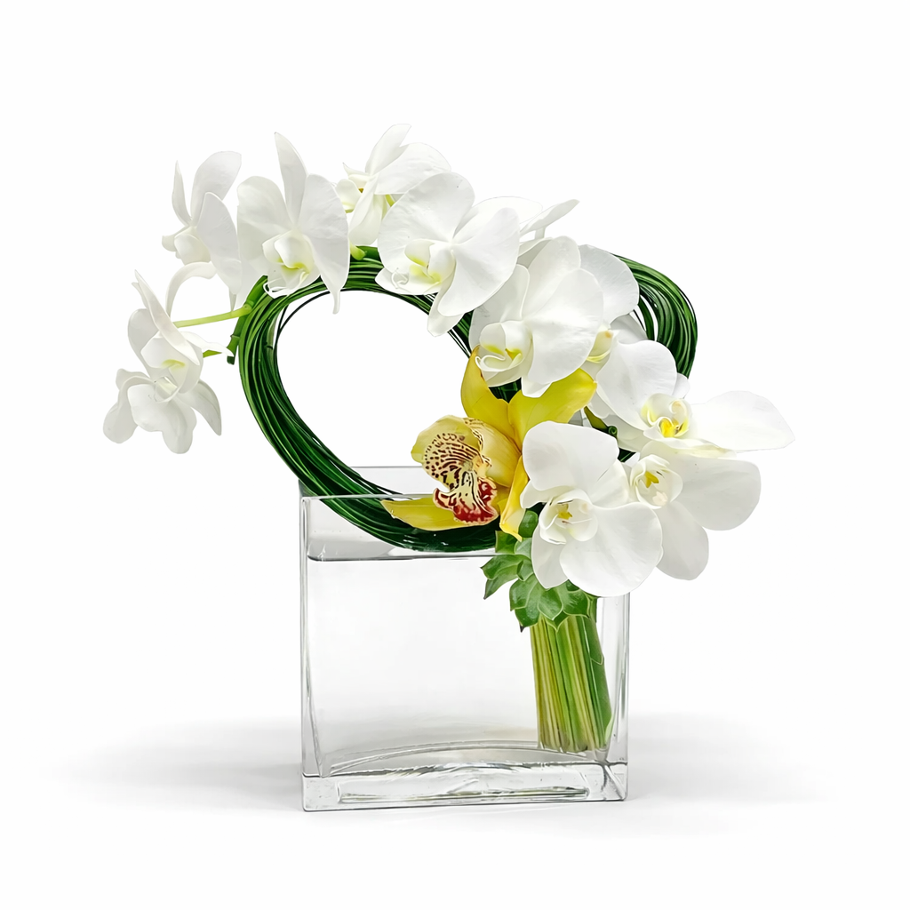 Phalaenopsis loop / white