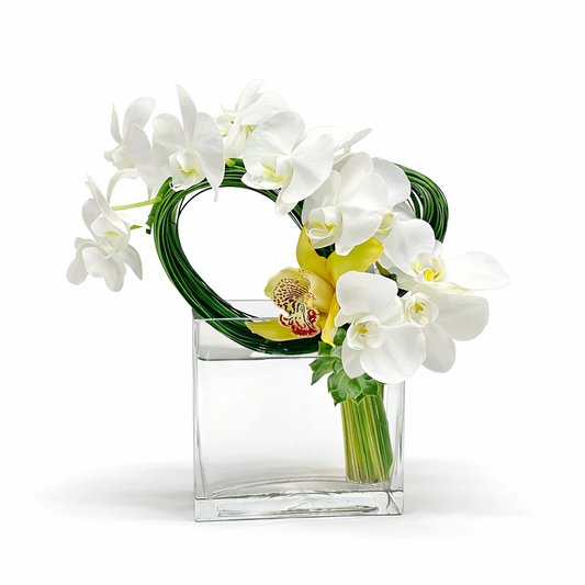 Phalaenopsis loop / white