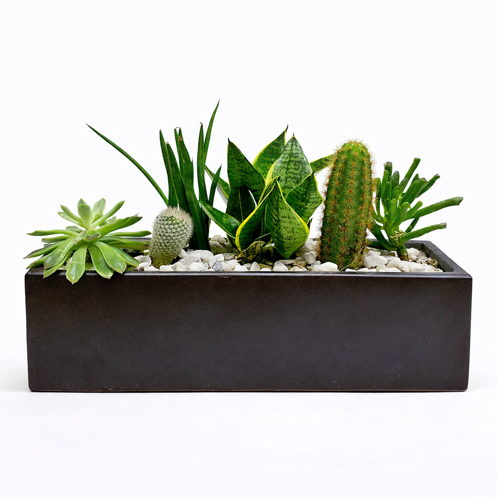 Rectangular dish garden / black