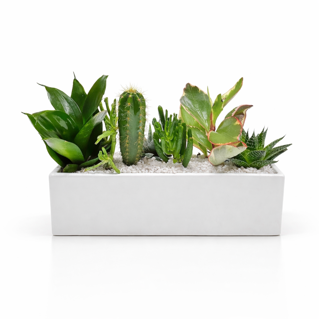 Rectangular dish garden / white