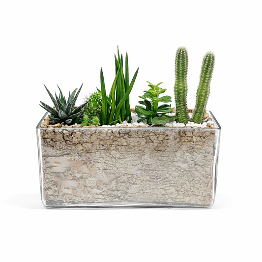Rectangular tall dish garden / glass