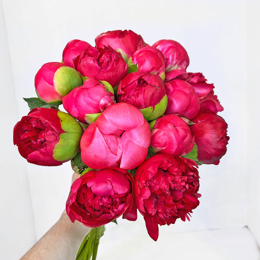 Peonies in central park 