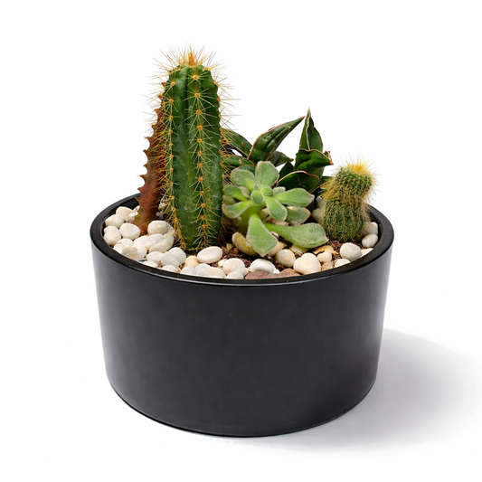 Round dish garden