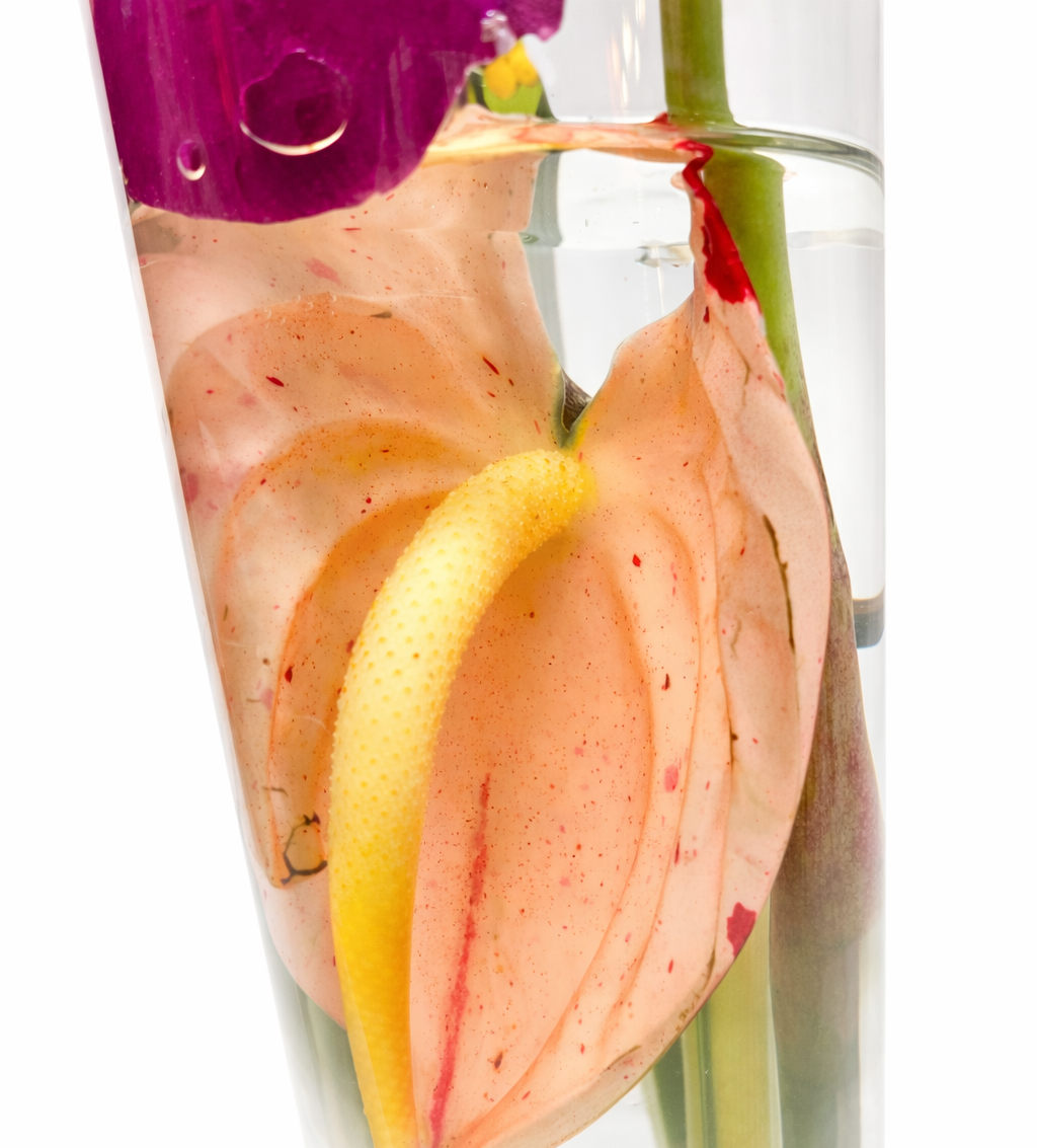 Sensational Floating Orchids