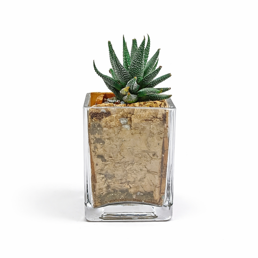 Succulent / rectangular / glass