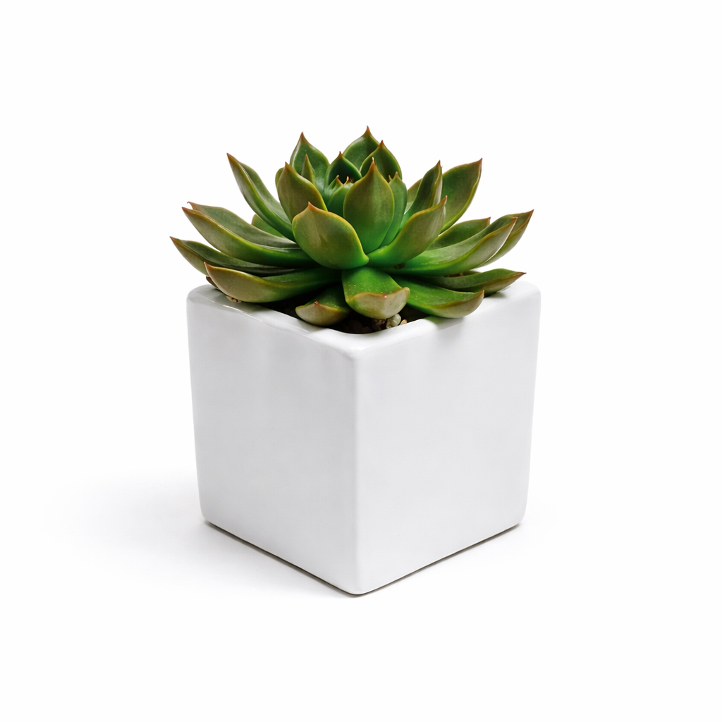 square succulent Small Gift - Succulent / square / white