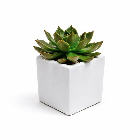 Succulent / square / white