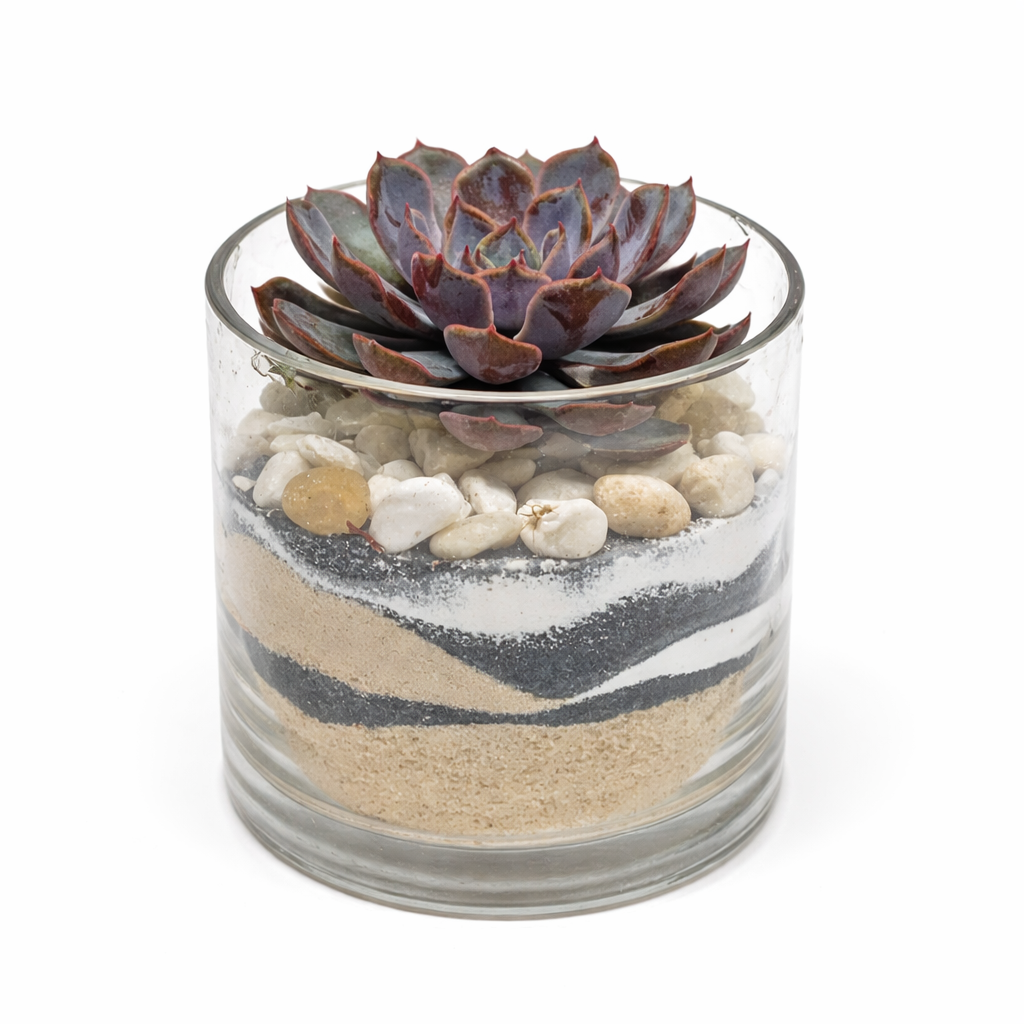 Succulent in layered sand