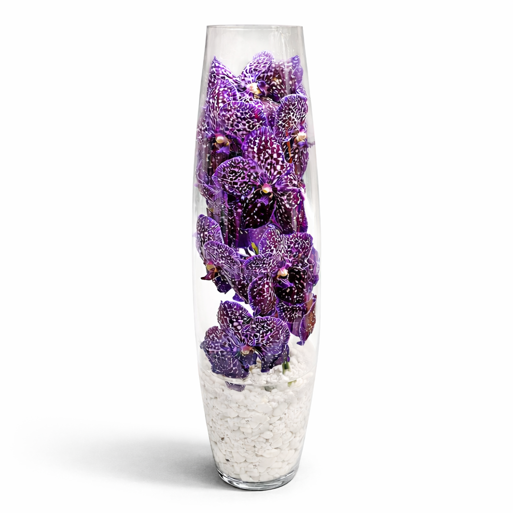 Vanda Spirit