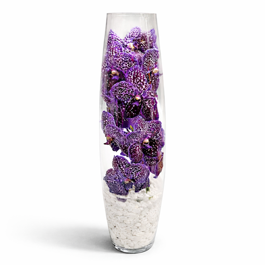 Vanda Spirit