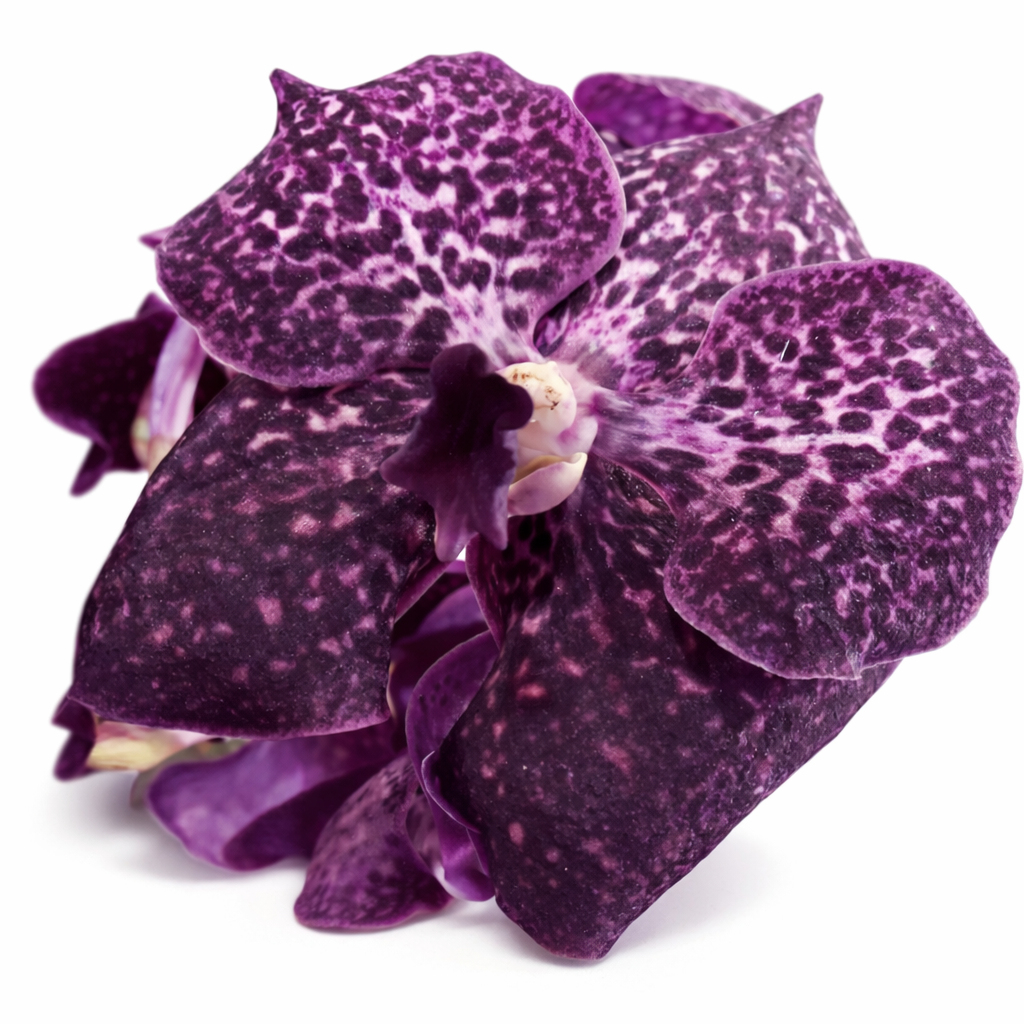 Vanda Spirit