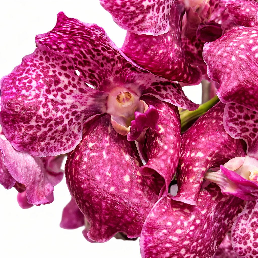 Vanda Spirit