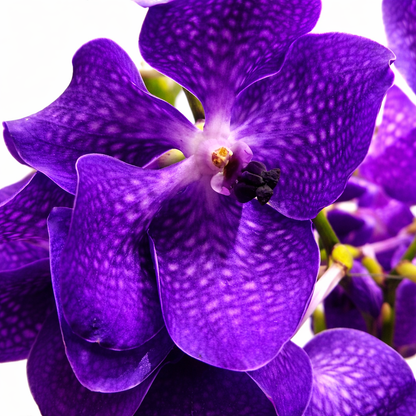 Vanda Spirit