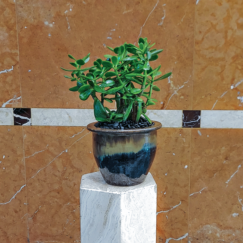 Jade Plant - Heather Floral - Delivery Same Day