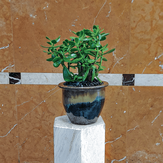 Jade Plant - Heather Floral - Delivery Same Day