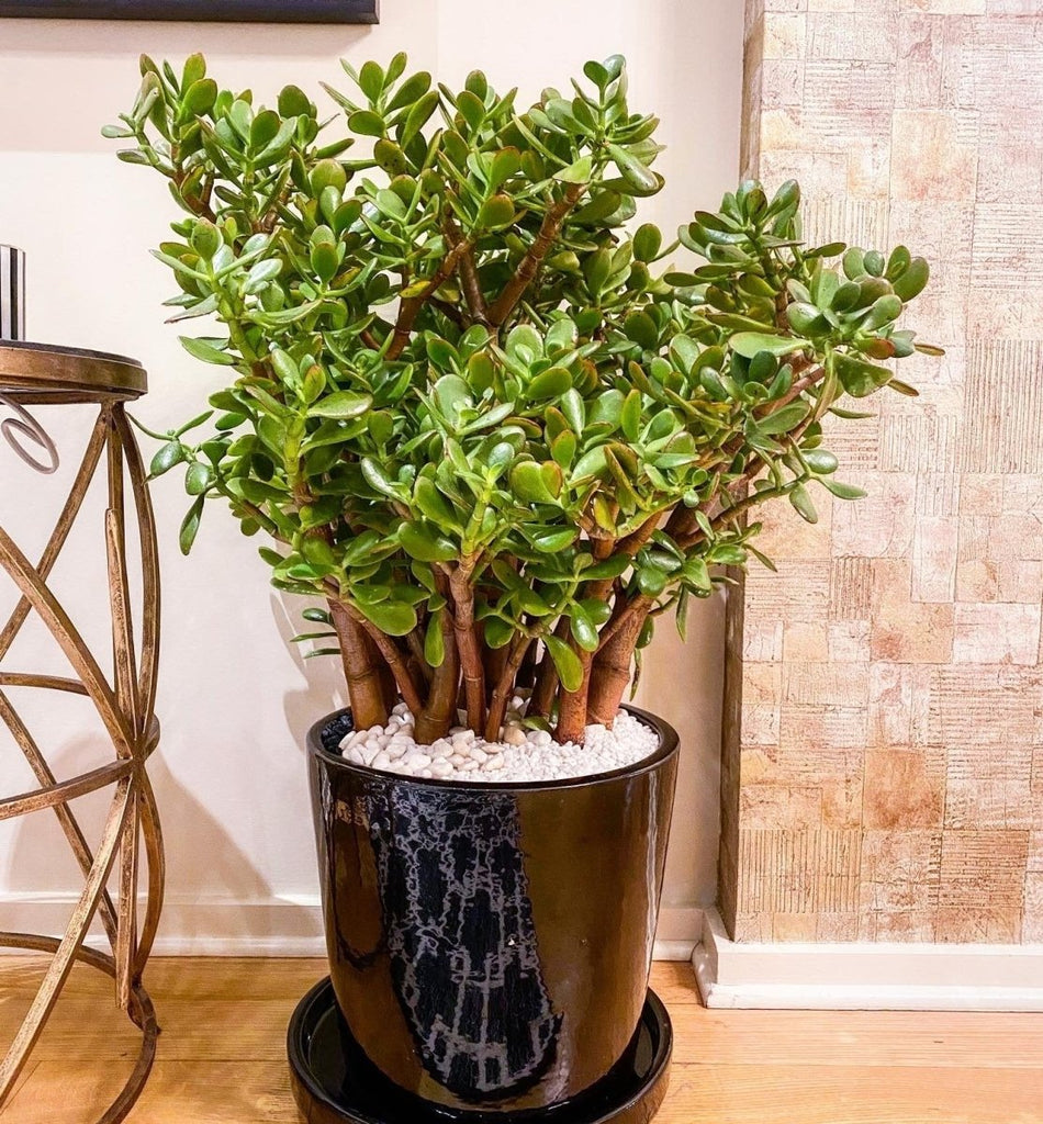 Jade Plant - Heather Floral - Delivery Same Day