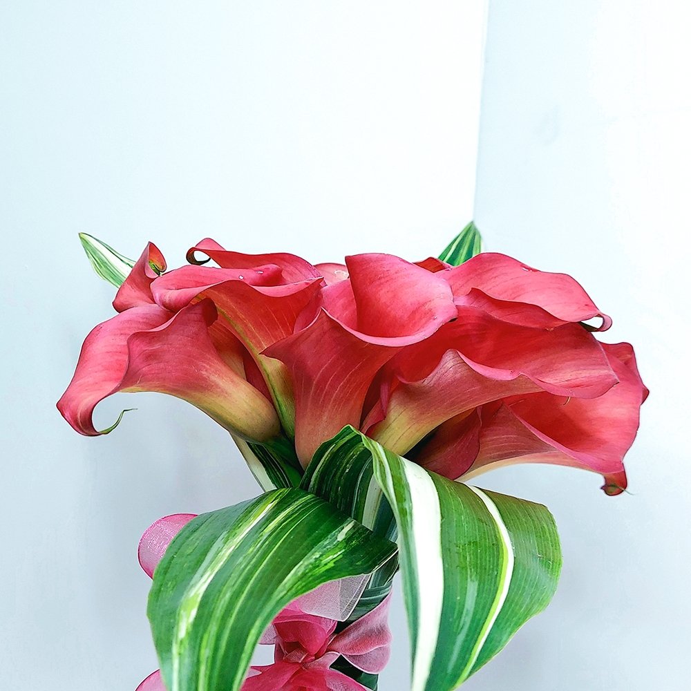 Living Coral Calla Lily Bouquet - Heather Floral - Delivery Same Day
