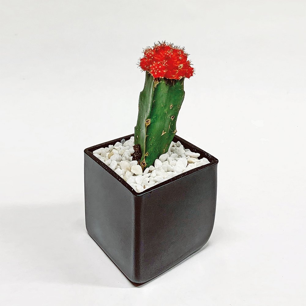 Mini Cactus - Heather Floral - Delivery Same Day