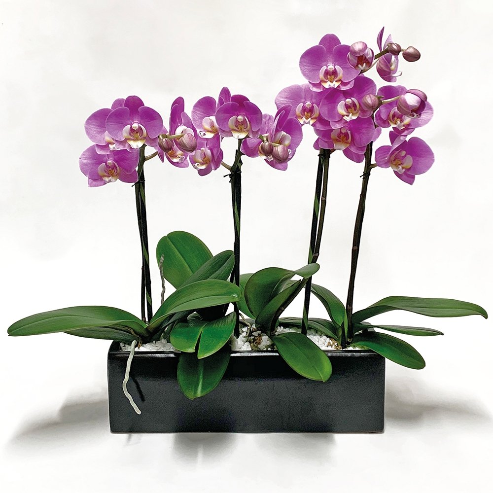 Mini Phalaenopsis / Four-stem / fuchsia - Heather Floral - Delivery Same Day