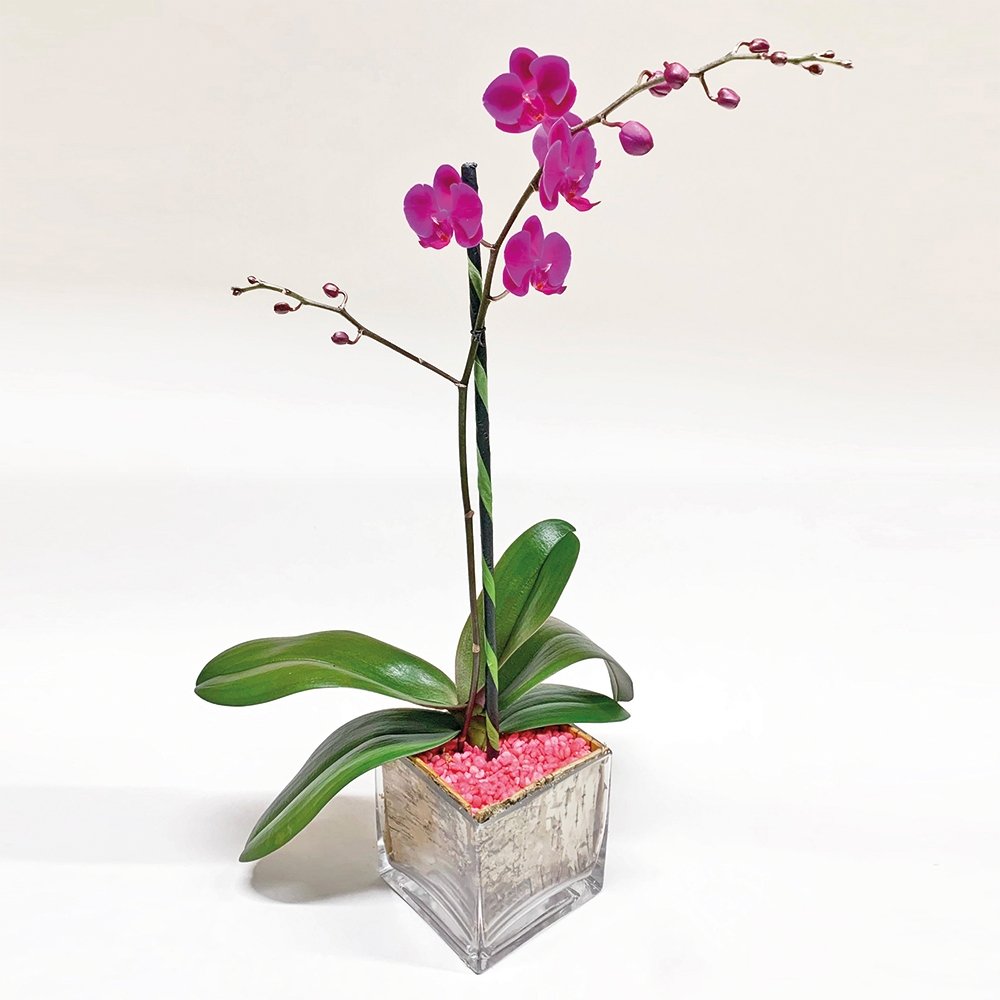 Mini Phalaenopsis / Single-stem / fuchsia - Heather Floral - Delivery Same Day