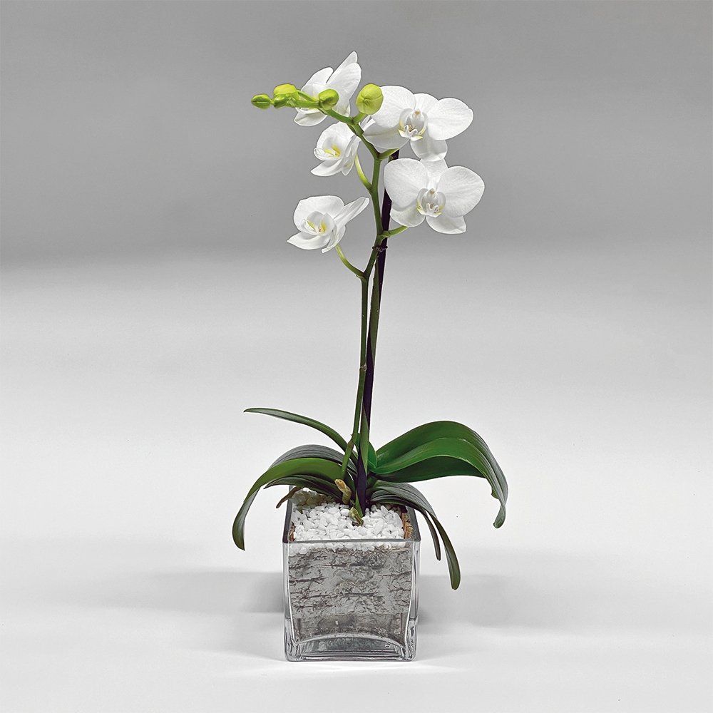 House Plants - Mini Phalaenopsis / Single-stem / white - Heather Floral ...