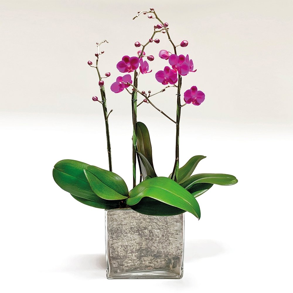 Mini Phalaenopsis / three-stem / fuchsia - Heather Floral - Delivery Same Day