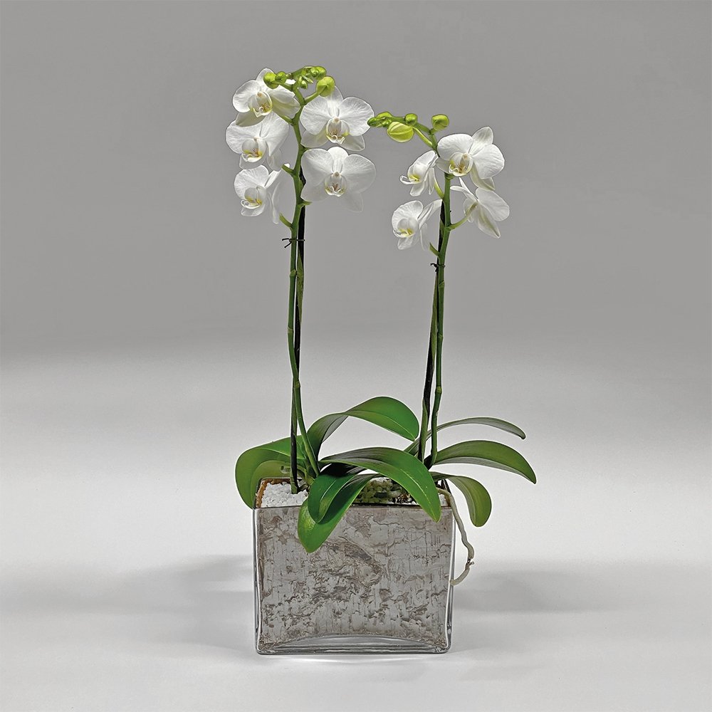 Mini Phalaenopsis / Two-stem / white - Heather Floral - Delivery Same Day