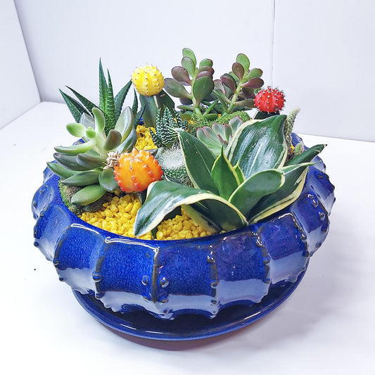 Modern Dish Garden - Heather Floral - Delivery Same Day