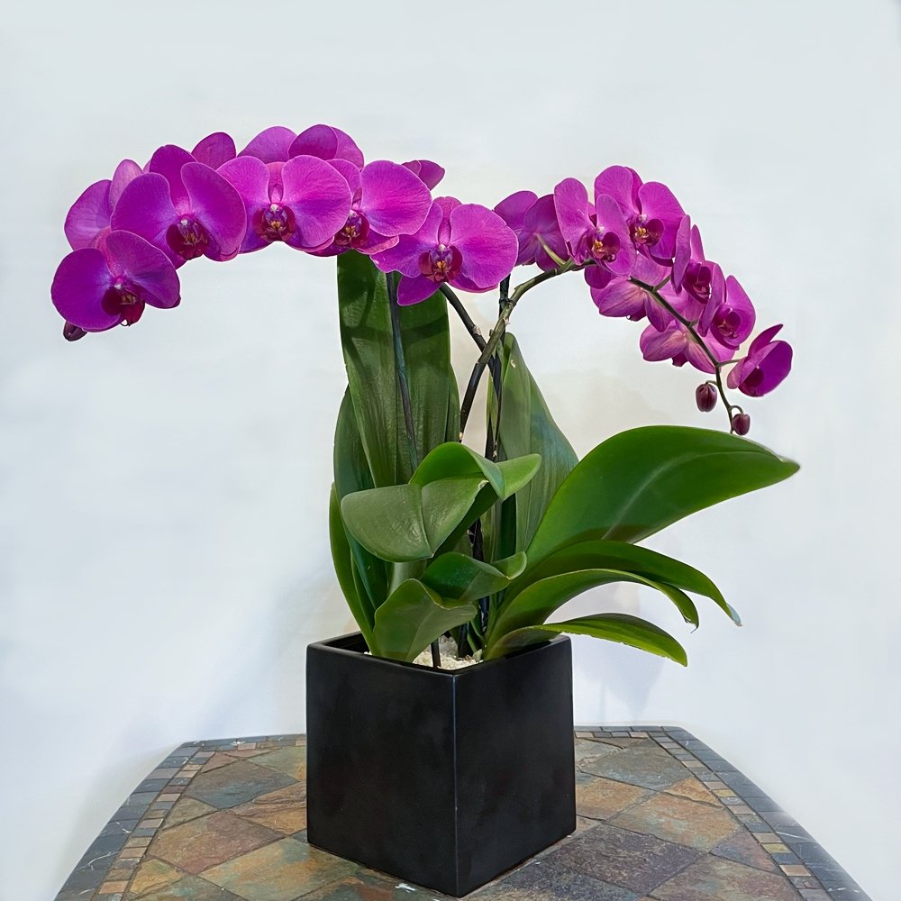 Phalaenopsis / double plant / fuchsia / ceramic container - Heather Floral - Delivery Same Day