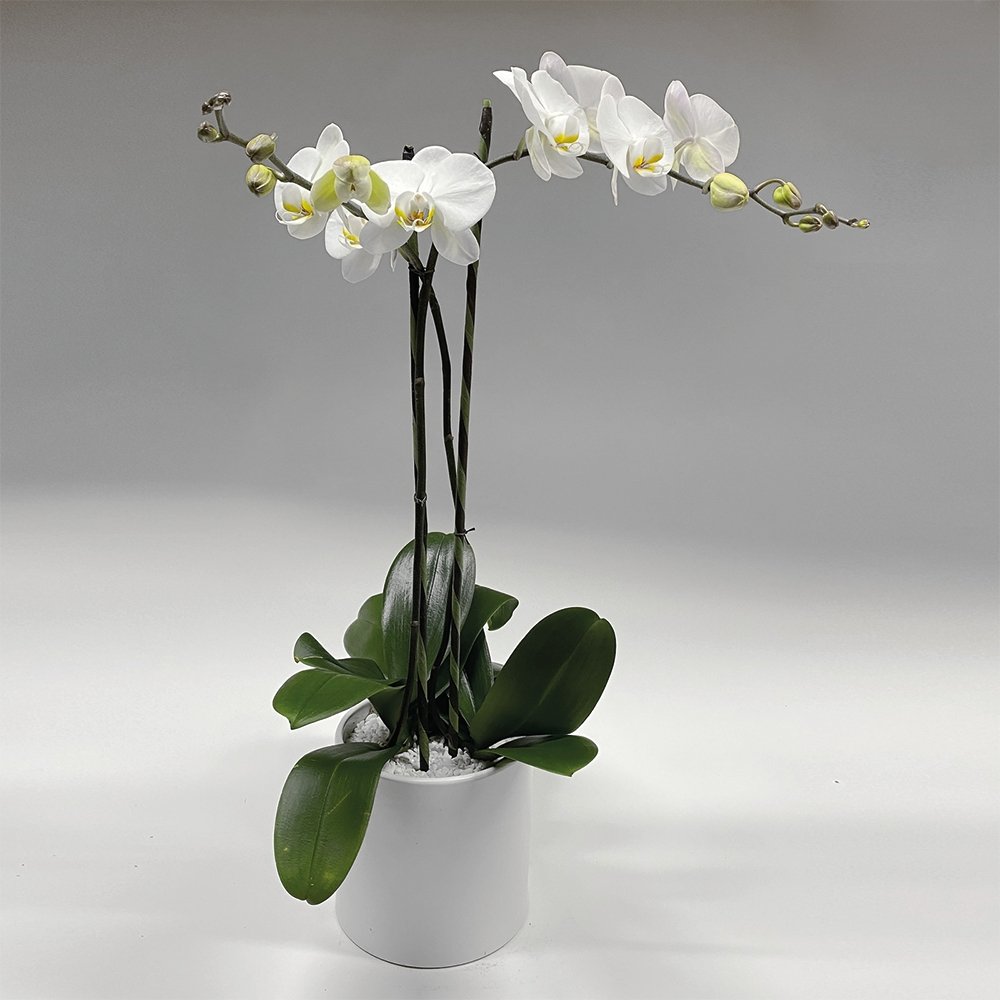 Phalaenopsis / double plant / white / ceramic container - Heather Floral - Delivery Same Day