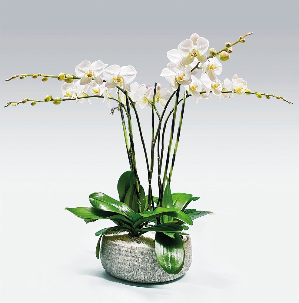 Phalaenopsis / five-stem / white - Heather Floral - Delivery Same Day