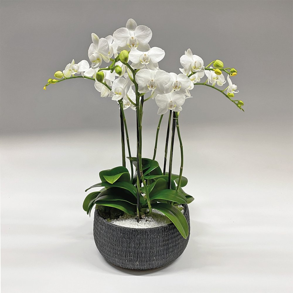 Phalaenopsis / four-stem / white / dish container - Heather Floral - Delivery Same Day