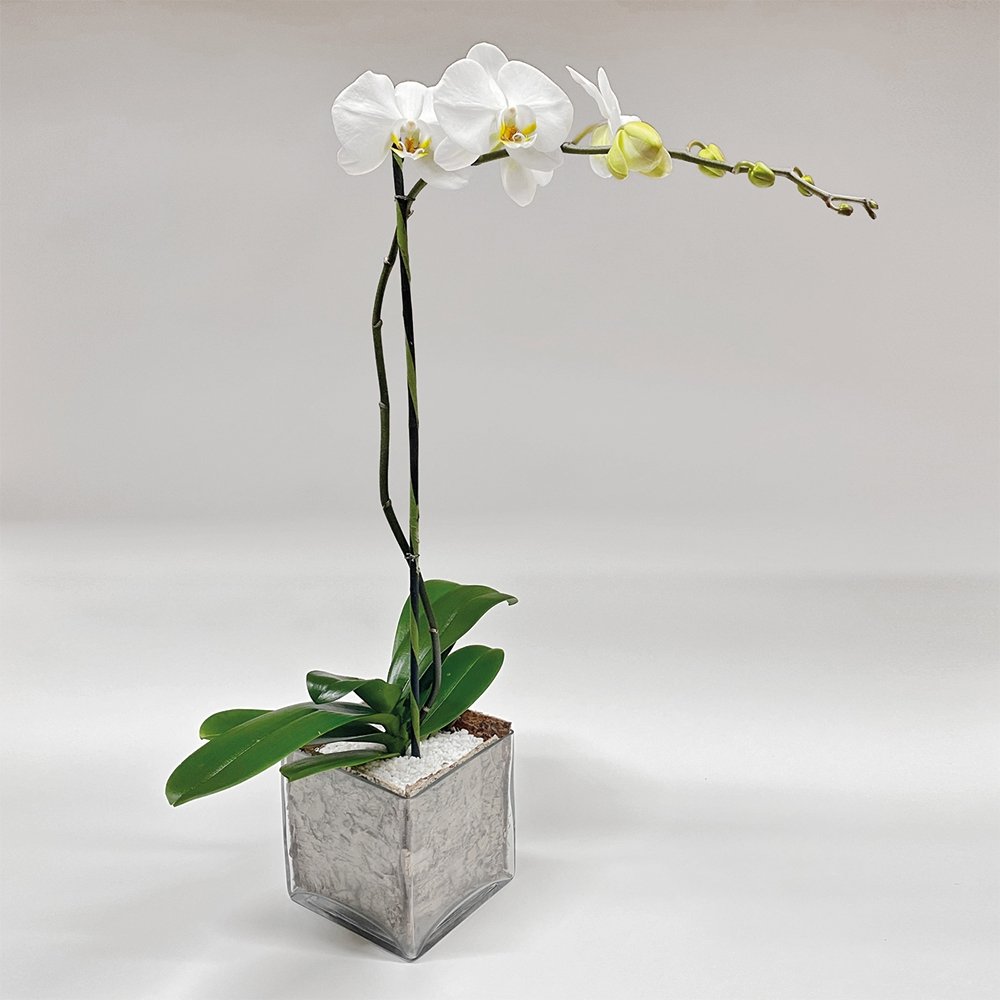 Phalaenopsis / single stem / white - Heather Floral - Delivery Same Day