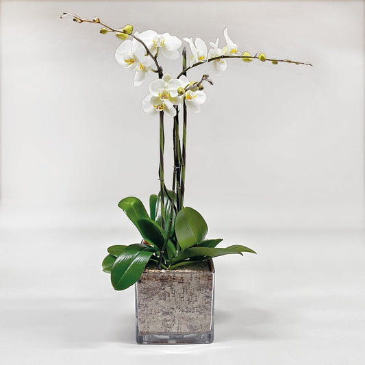 Phalaenopsis / three-stem / white / square containe - Heather Floral - Delivery Same Day