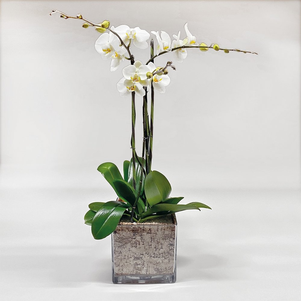 Phalaenopsis / three-stem / white / square containe - Heather Floral - Delivery Same Day