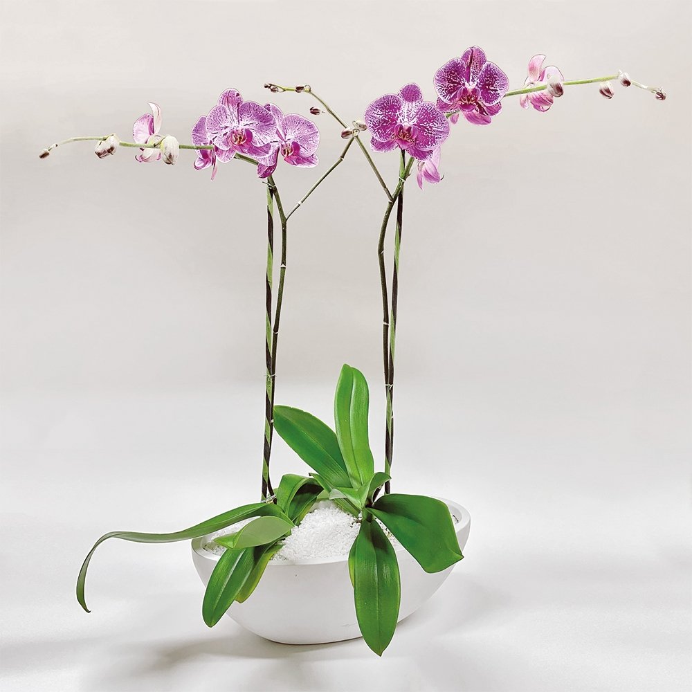 Phalaenopsis / two-stem / fuchsia-speckled / wide container - Heather Floral - Delivery Same Day