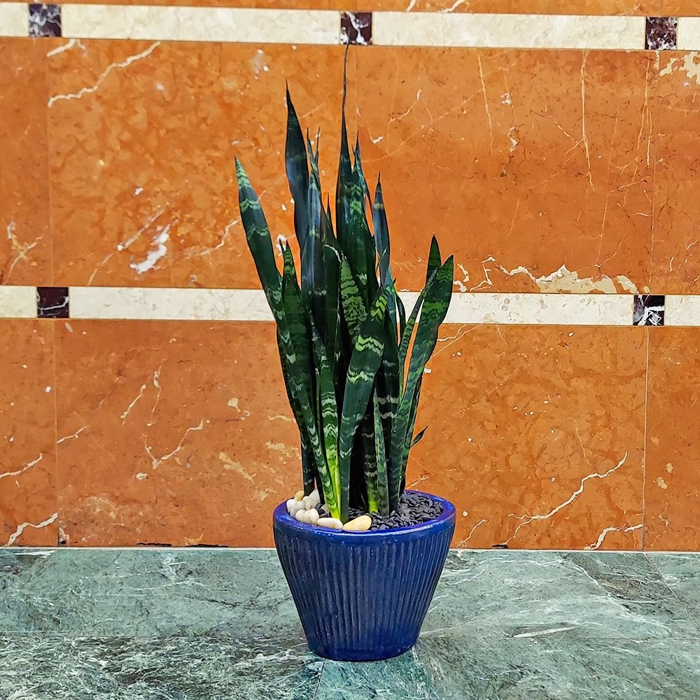 Snake Plant - Heather Floral - Delivery Same Day