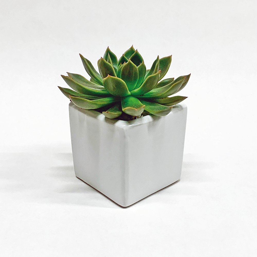 Succulent / square / white - Heather Floral - Delivery Same Day