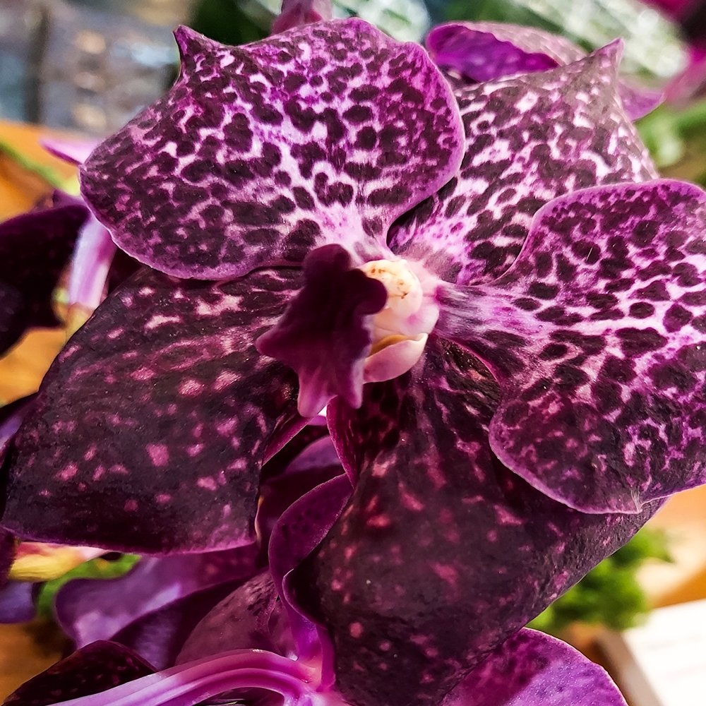 Vanda Spirit - Heather Floral - Delivery Same Day