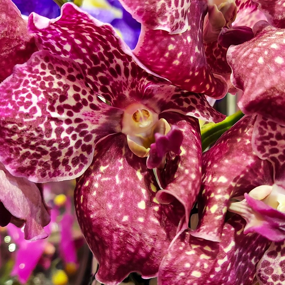 Vanda Spirit - Heather Floral - Delivery Same Day