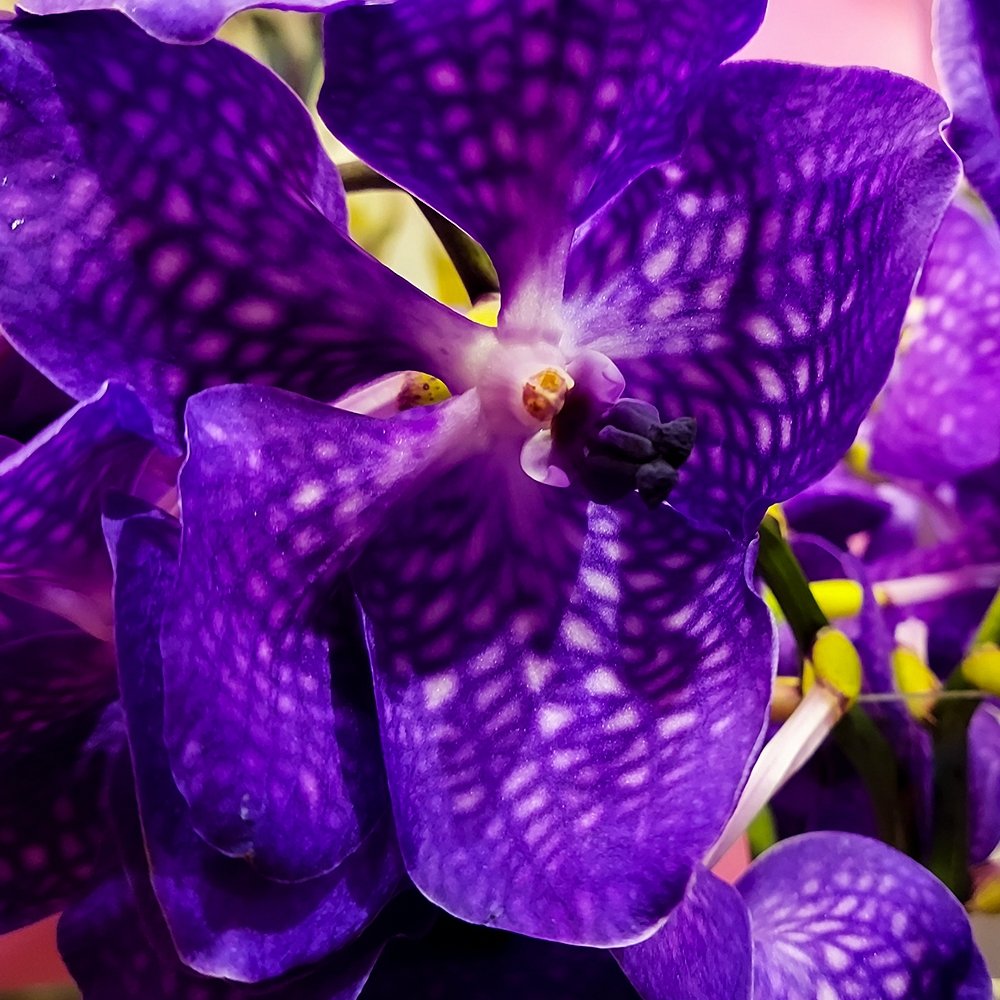 Vanda Spirit - Heather Floral - Delivery Same Day